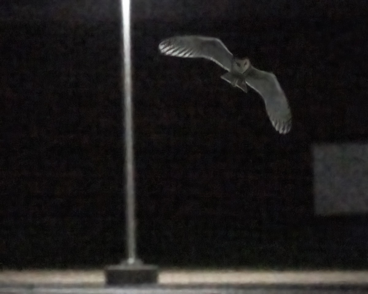 American Barn Owl - tony carapella