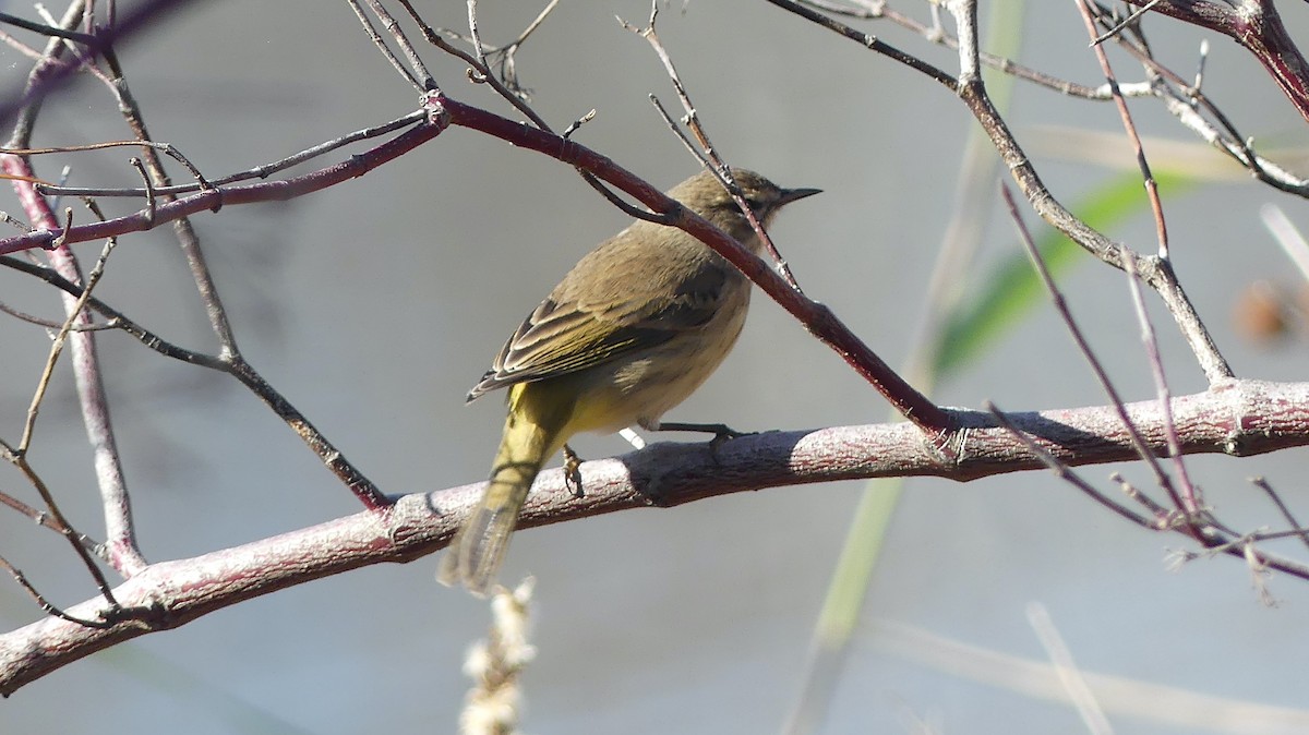 Palm Warbler - ML500302301