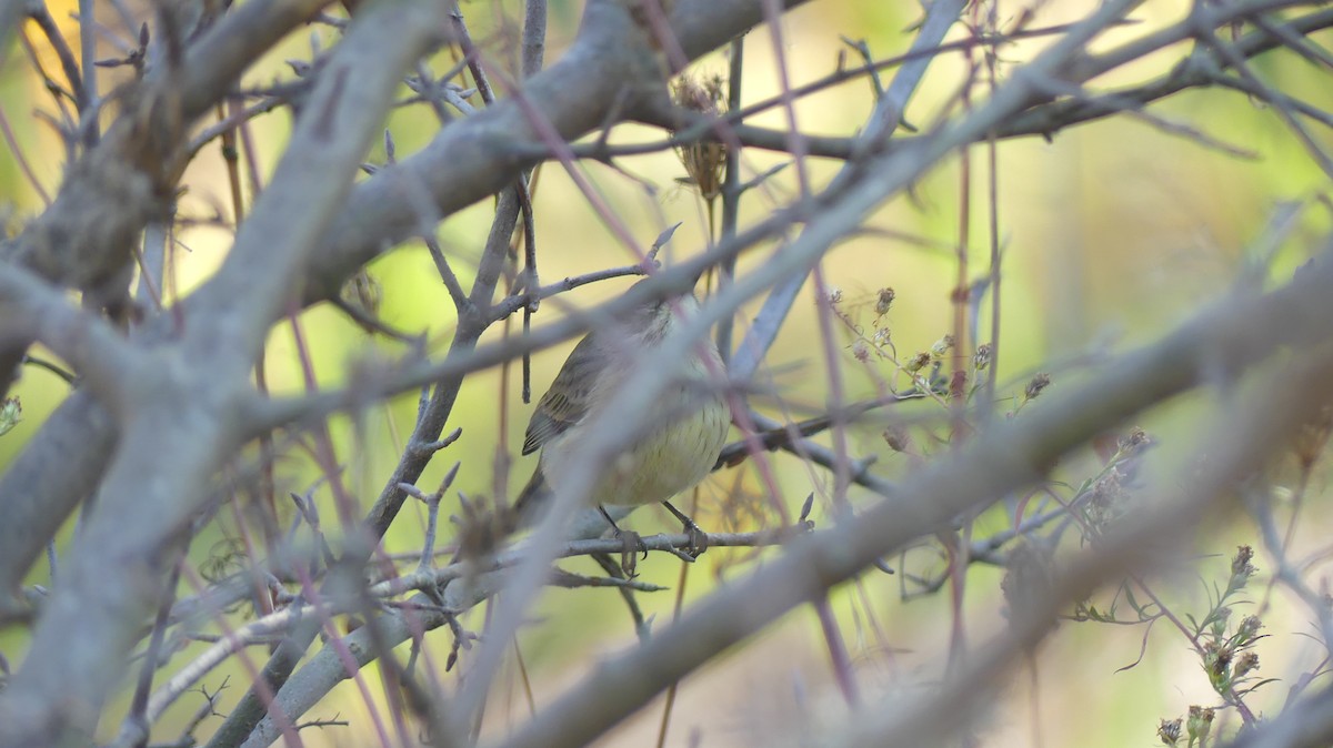 Palm Warbler - ML500302411