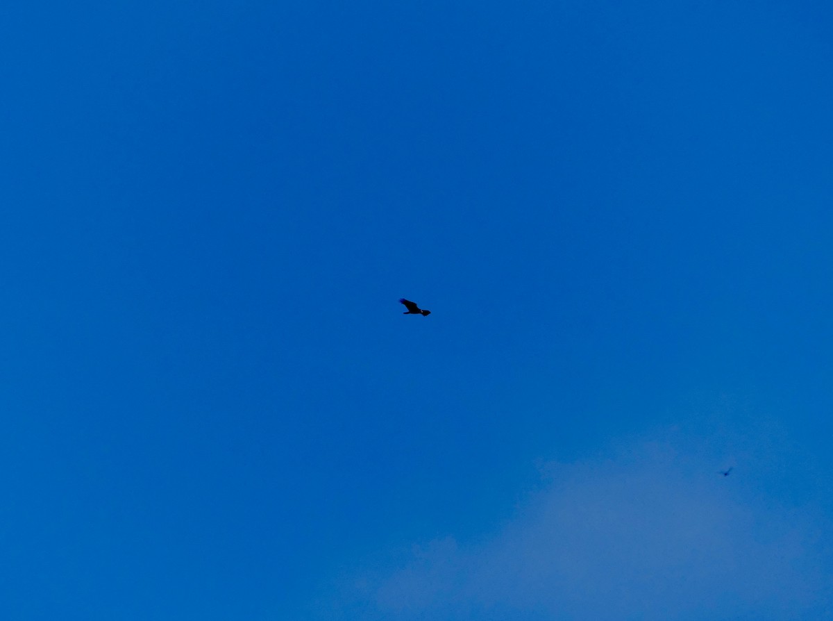 Turkey Vulture (Northern) - ML500302821