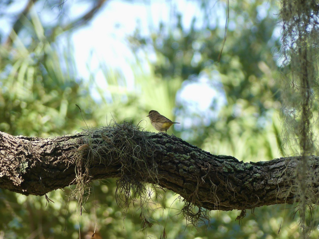 Reinita Palmera (palmarum) - ML500302941