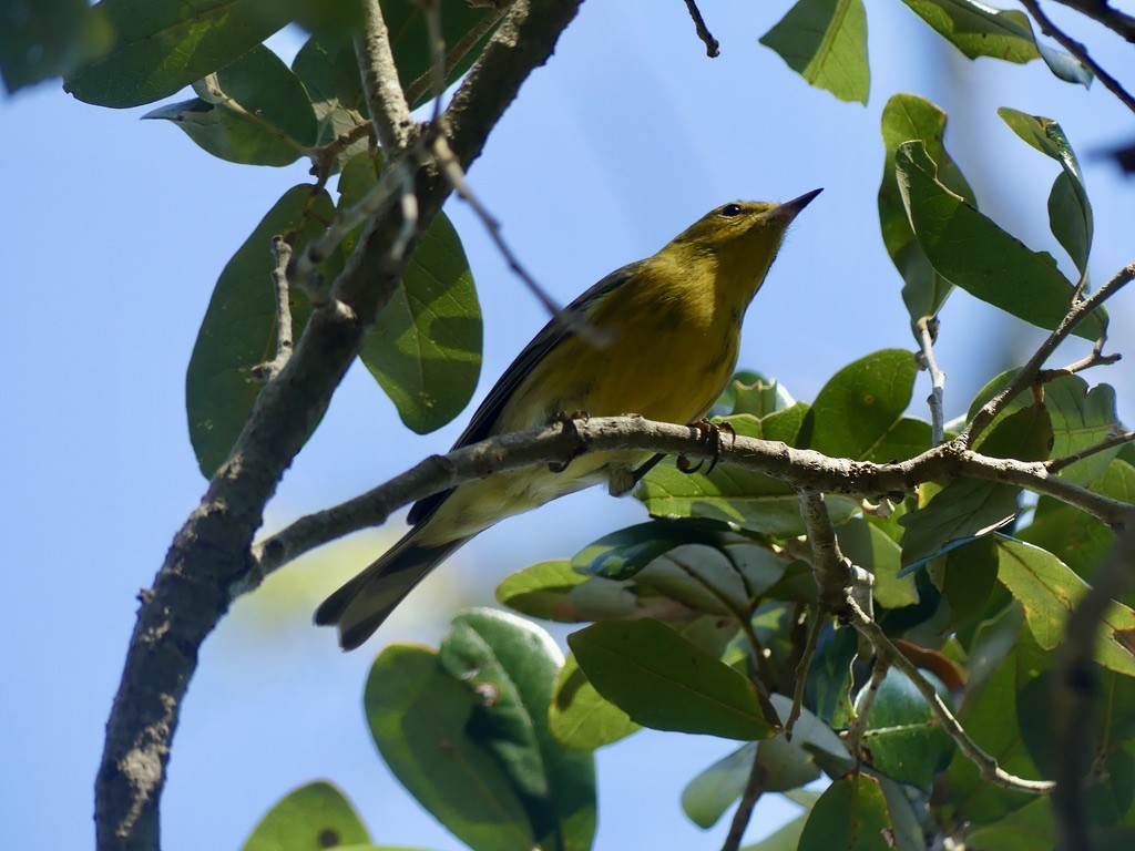 Pine Warbler - ML500302961