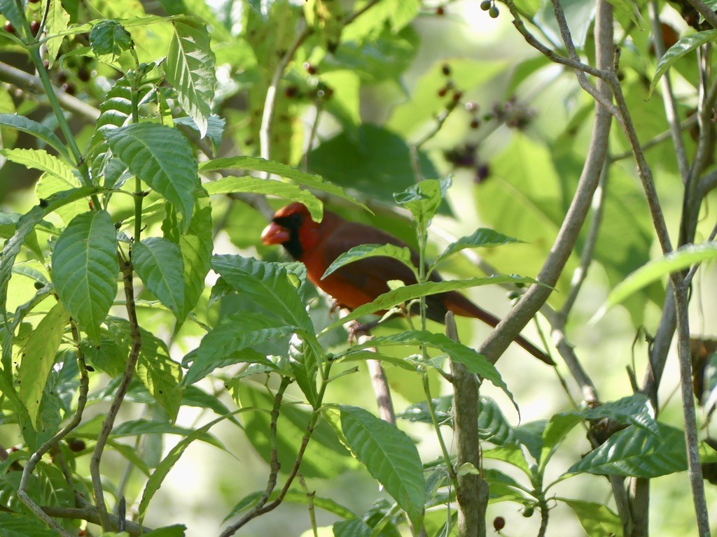 ショウジョウコウカンチョウ（cardinalis グループ） - ML500302991