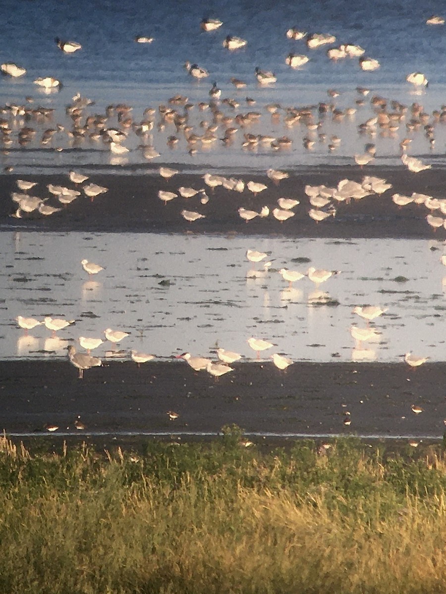 Caspian Tern - ML500305861