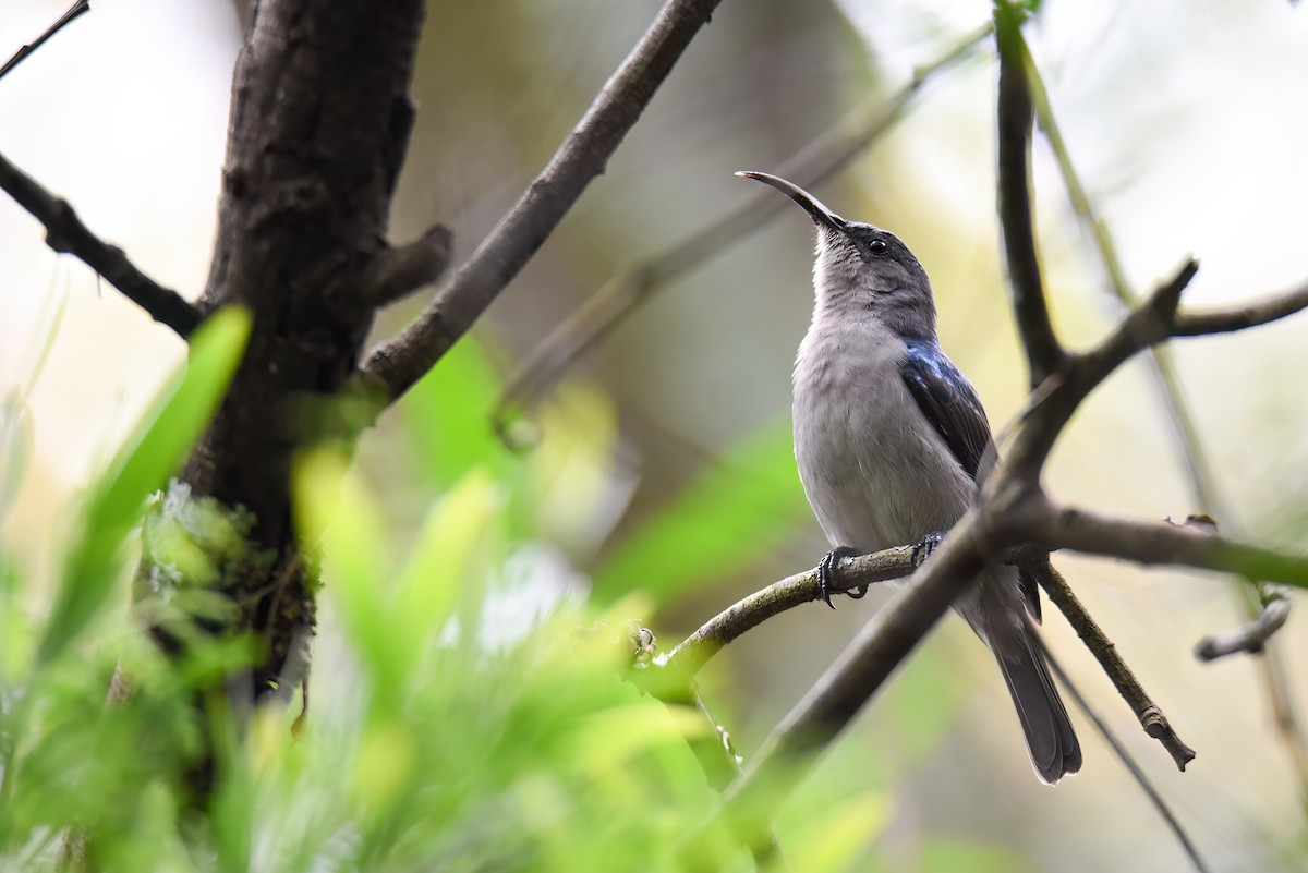 Mouse-colored Sunbird - Regard Van Dyk