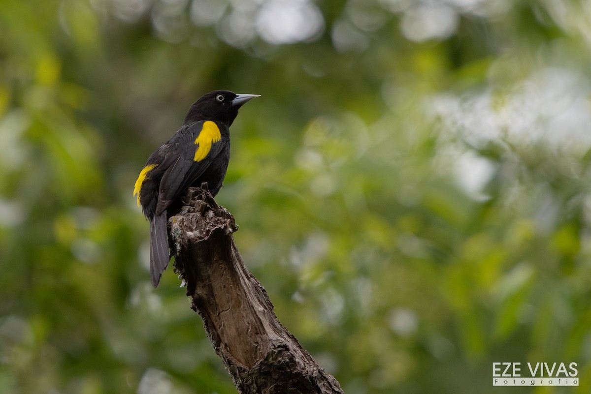 Golden-winged Cacique - ML500307751