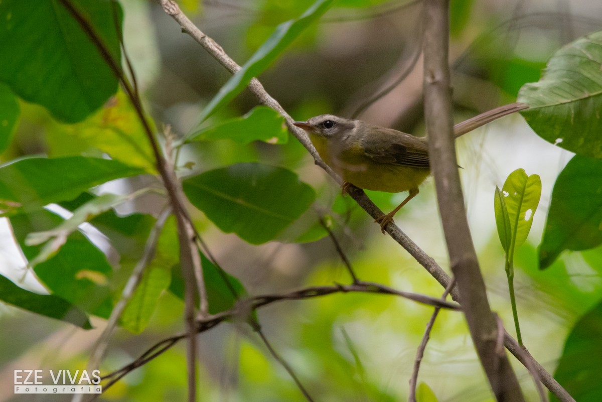 Golden-crowned Warbler - Ezequiel Vivas