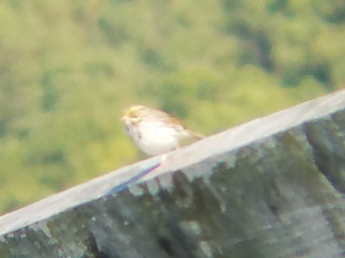 Savannah Sparrow - ML50030801