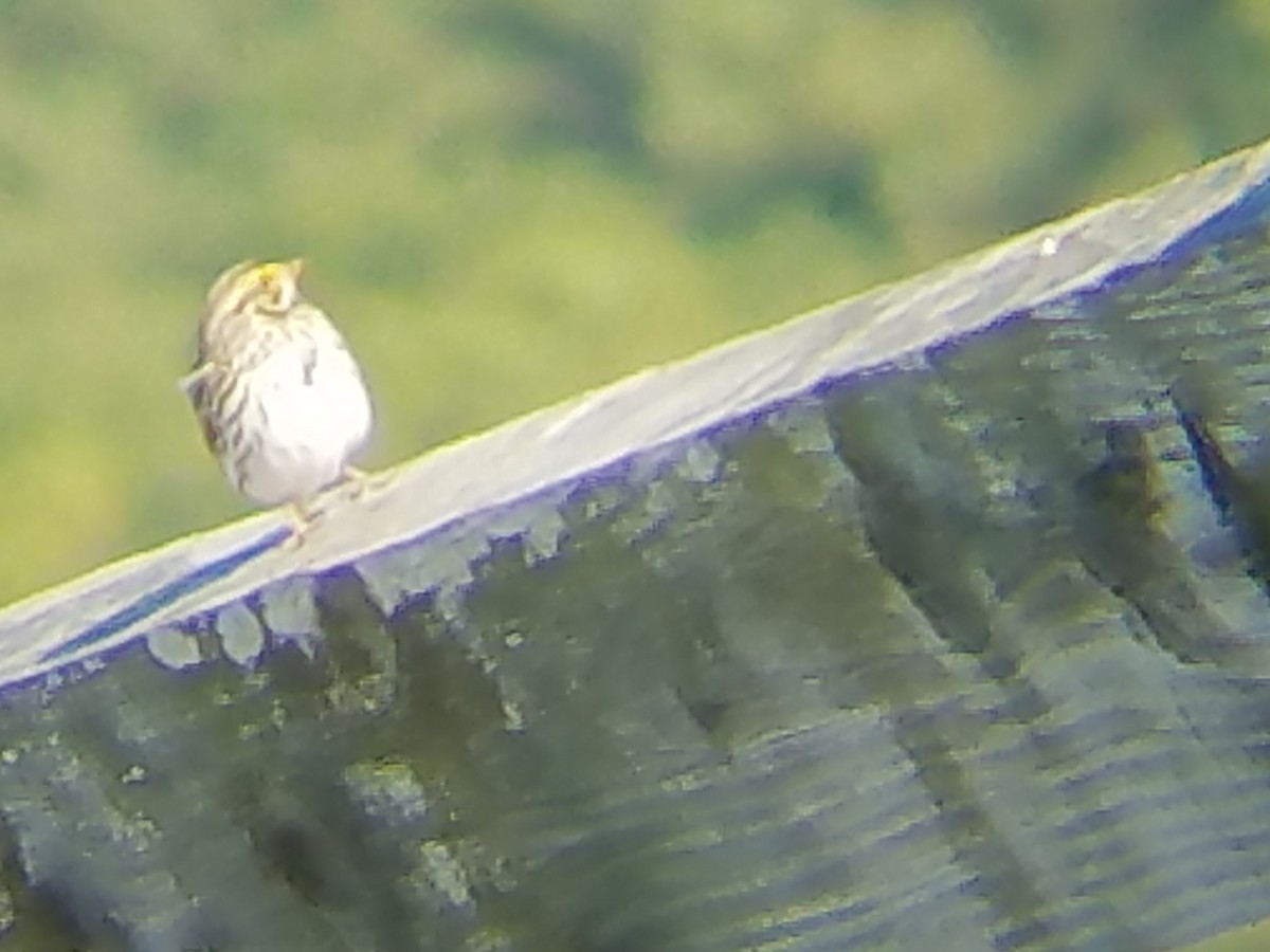 Savannah Sparrow - ML50030851