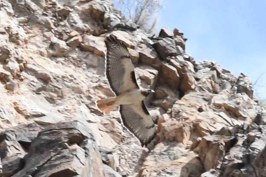 Red-tailed Hawk - Cathryn Dippo