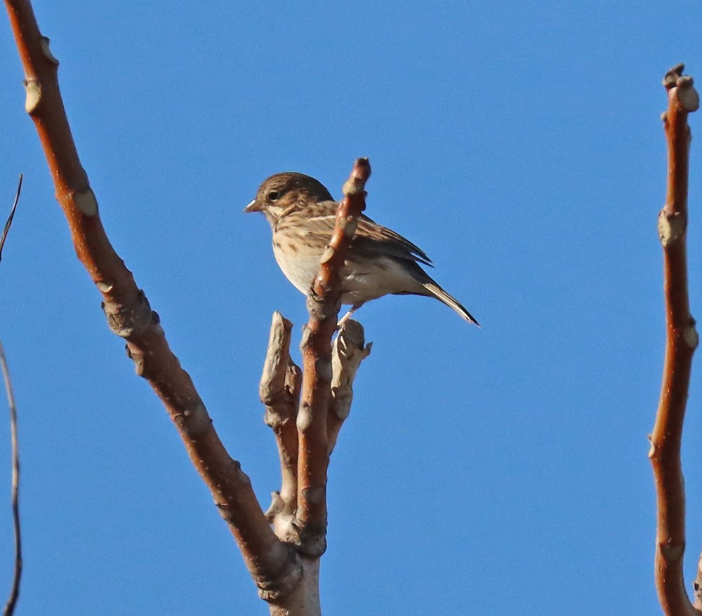 Vesper Sparrow - ML500308661