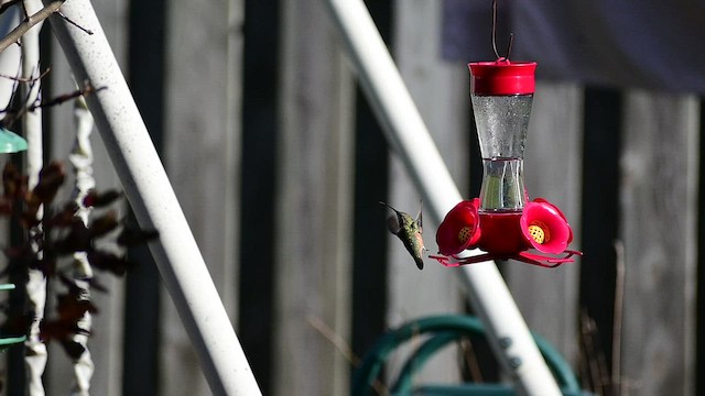 Rufous/Allen's Hummingbird - ML500308891