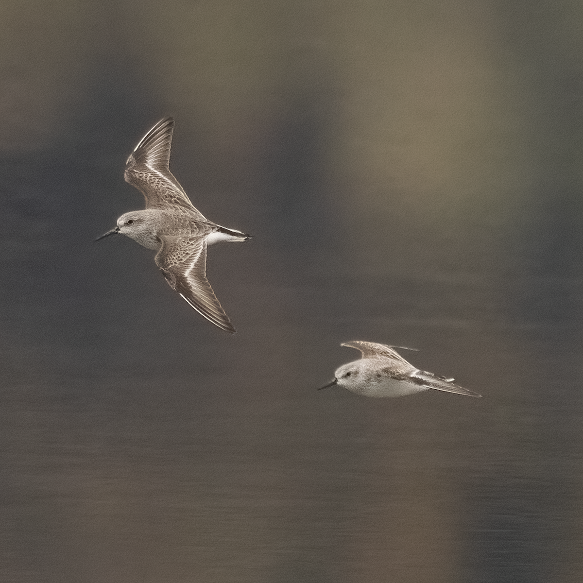 Western Sandpiper - Kyle Landstra