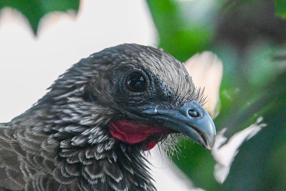 Colombian Chachalaca - ML500311661