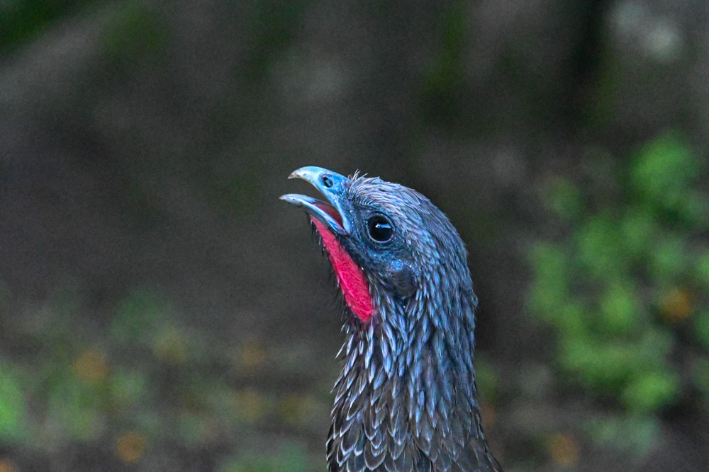 Colombian Chachalaca - ML500311671