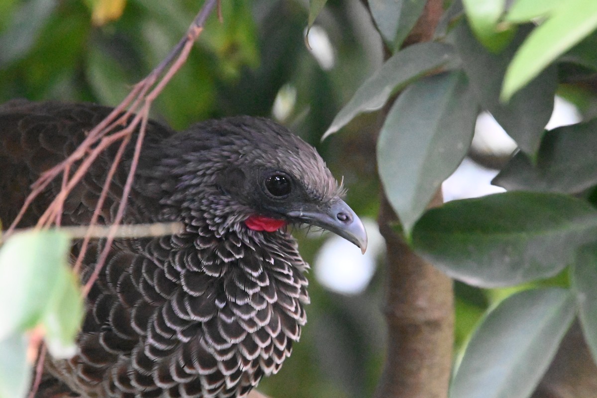 Colombian Chachalaca - ML500311691