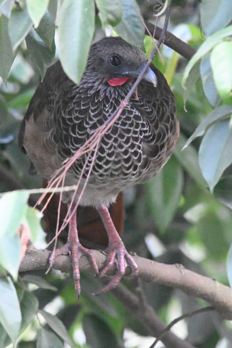 Colombian Chachalaca - ML500311701