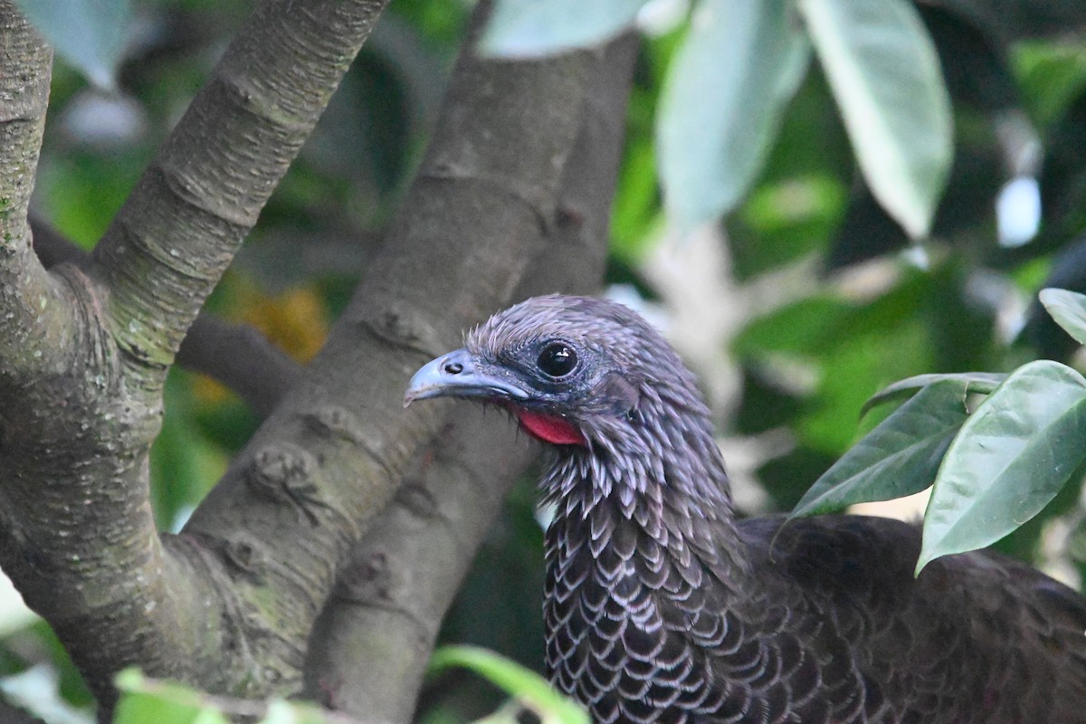 Colombian Chachalaca - ML500311711