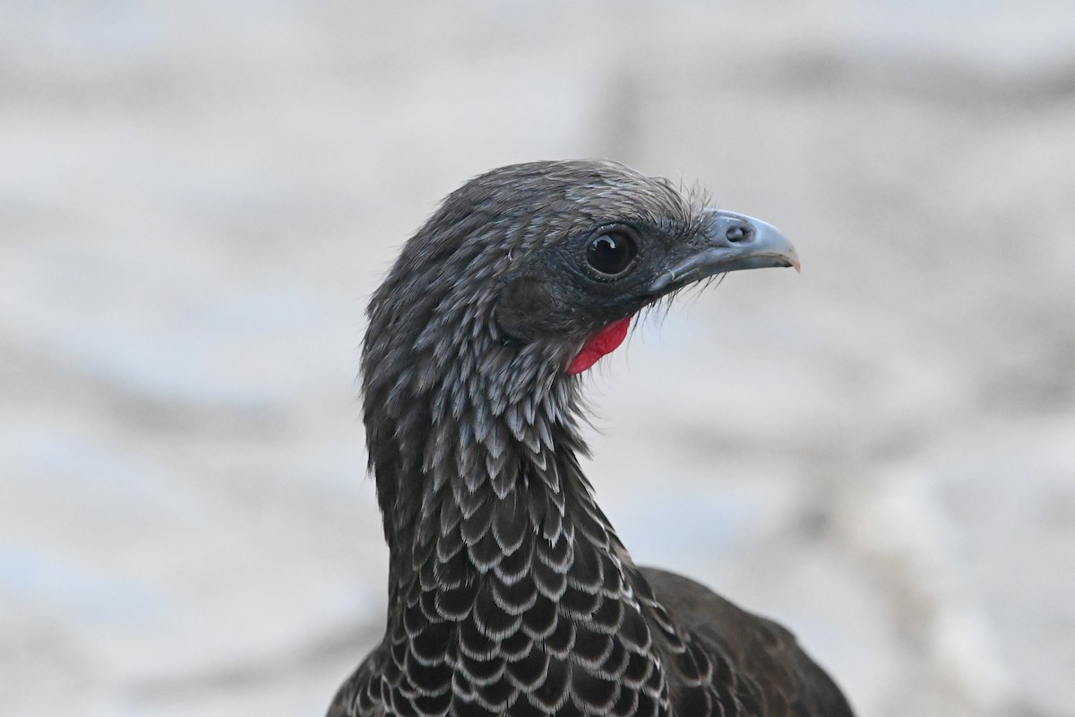 Colombian Chachalaca - ML500311721