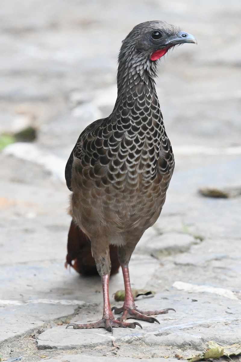 Colombian Chachalaca - ML500311731