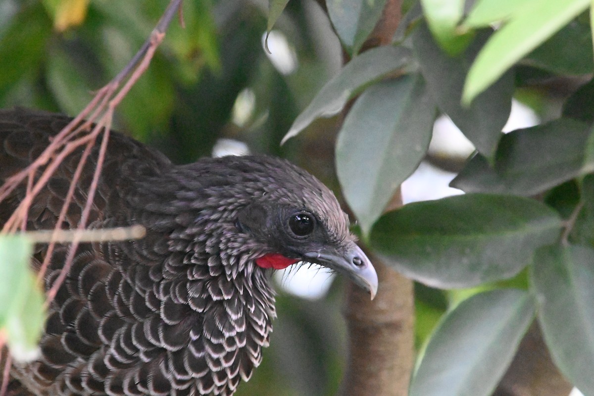 Colombian Chachalaca - ML500311741