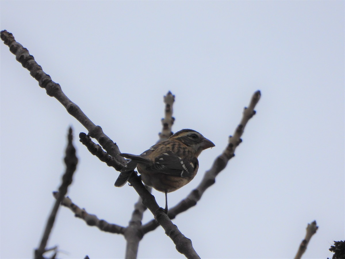 Rose-breasted Grosbeak - ML500313341