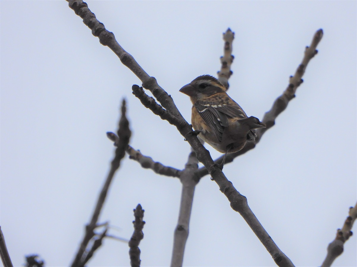 Rose-breasted Grosbeak - ML500313351