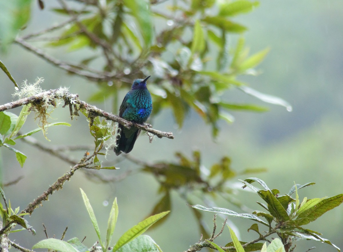 Glanz-Veilchenohrkolibri - ML500313901
