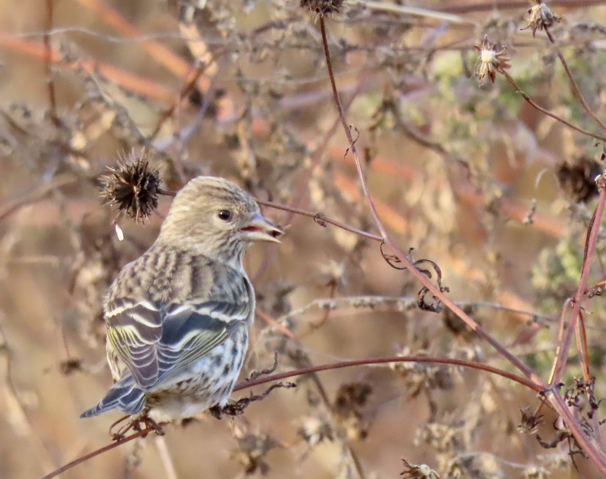 Pine Siskin - ML500314891