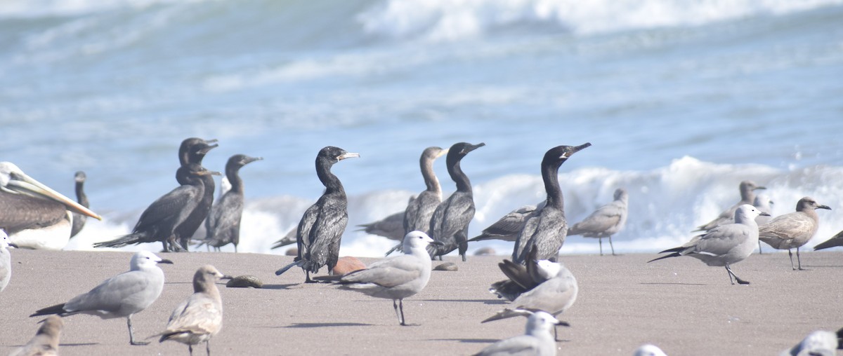 Neotropic Cormorant - ML500315171