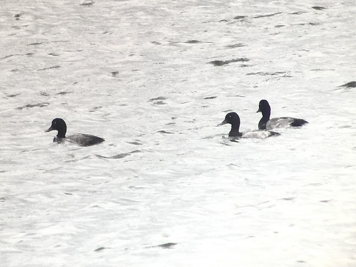 Greater Scaup - ML500315411