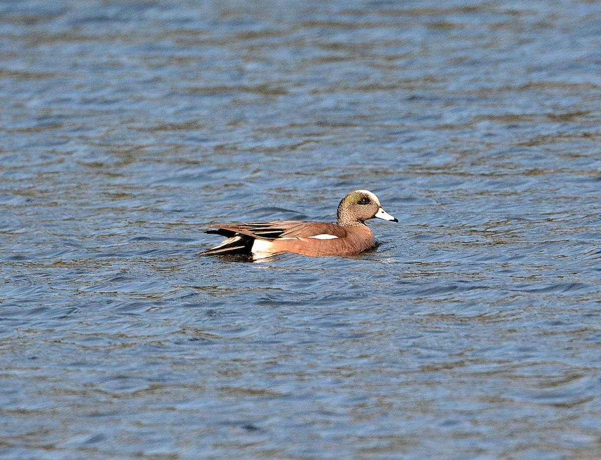 American Wigeon - ML50031601