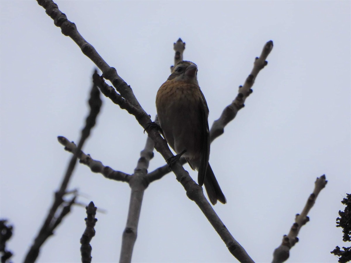 Rose-breasted Grosbeak - ML500317501