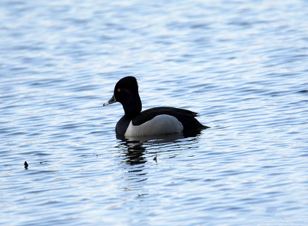 Ring-necked Duck - ML50031761