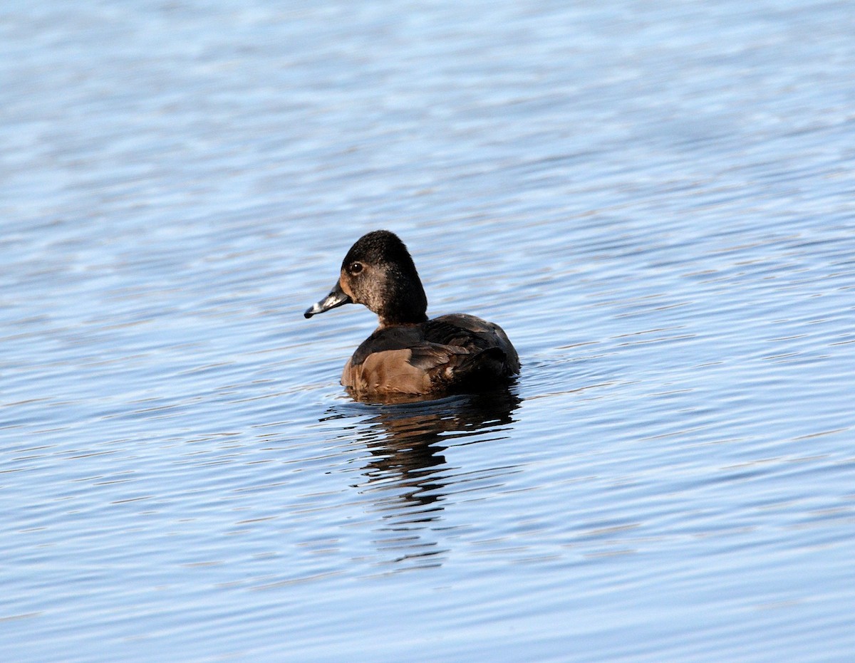 Ring-necked Duck - ML50031781