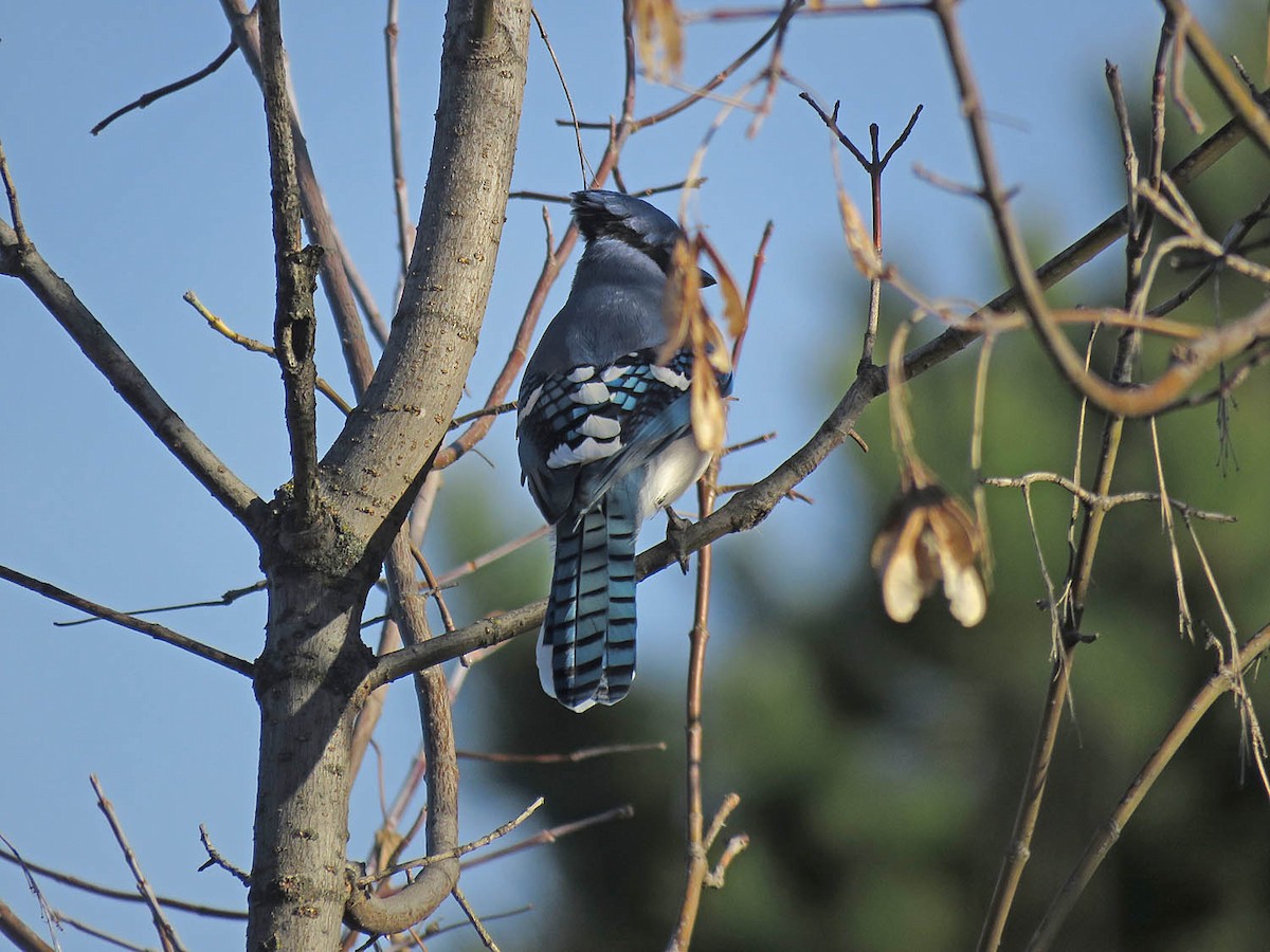 Blue Jay - ML500318321