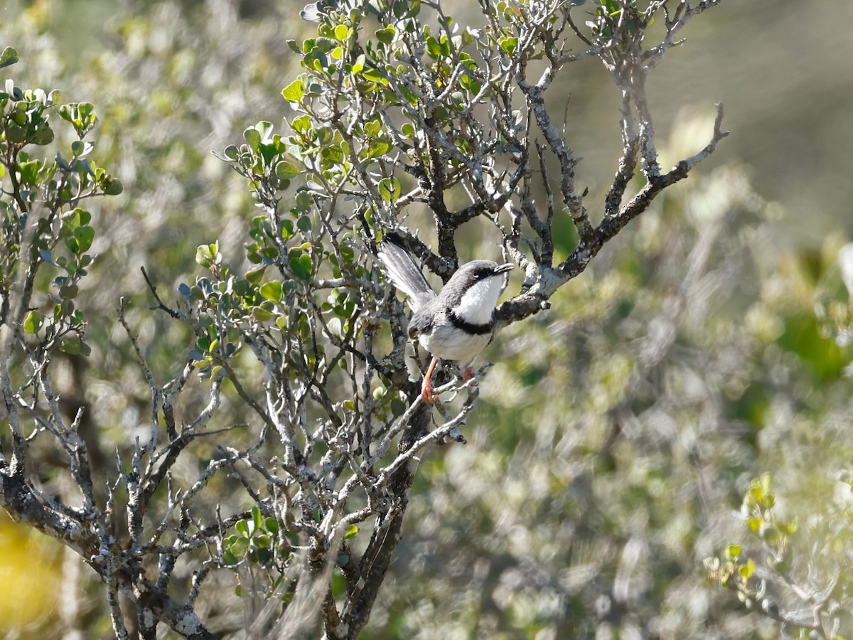 Bar-throated Apalis - ML500319031