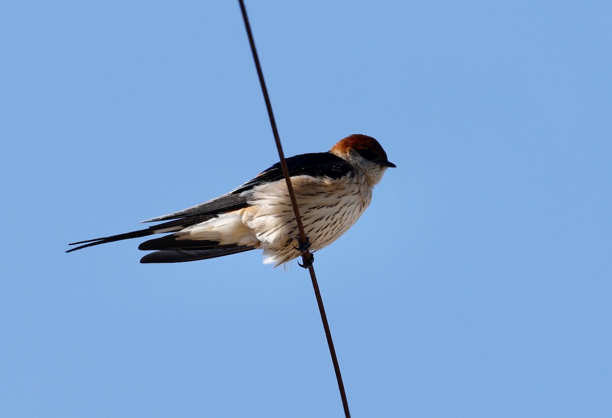 Greater Striped Swallow - Robert Wallace