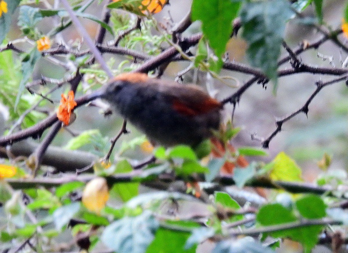 Azara's Spinetail - ML500320221