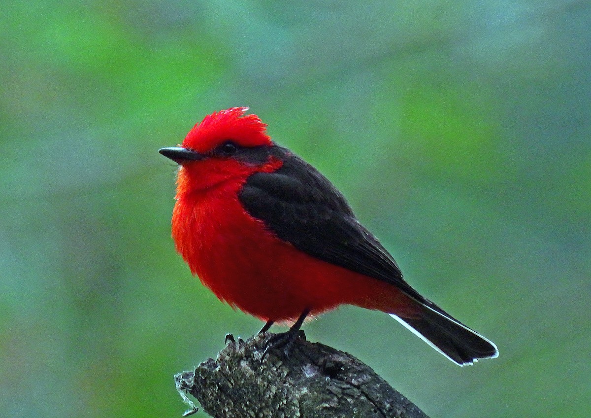 Vermilion Flycatcher - ML500320301