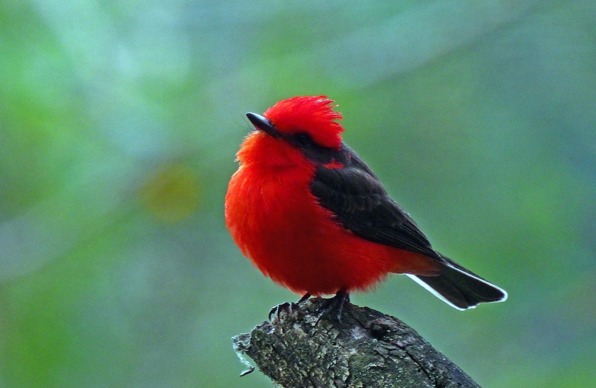 Vermilion Flycatcher - ML500320311