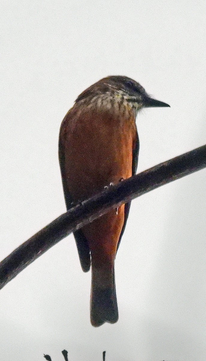 Streak-throated Bush-Tyrant - ML500320371