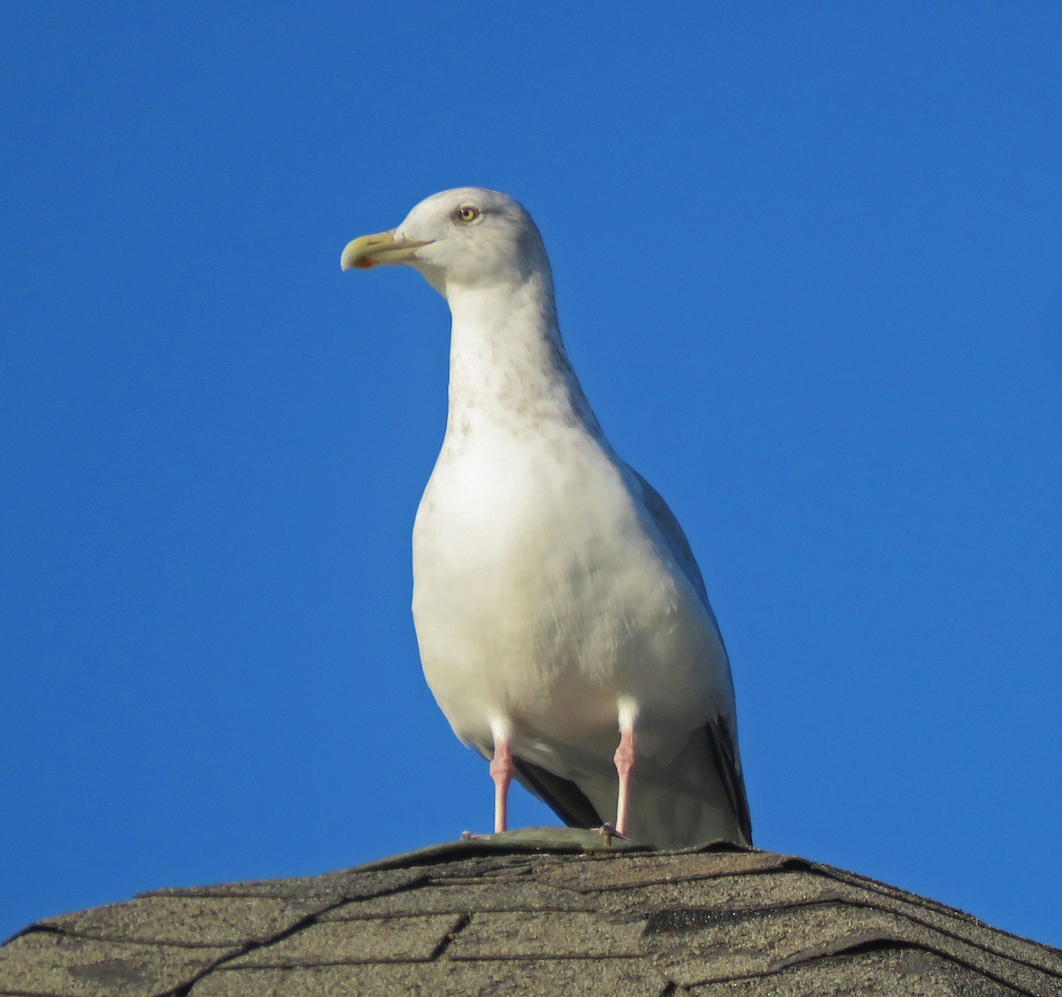 Herring Gull - ML500321091