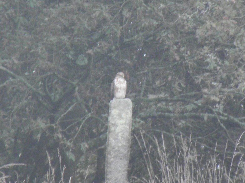 Common Buzzard - P Dias