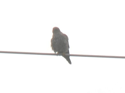 Eurasian Kestrel - P Dias