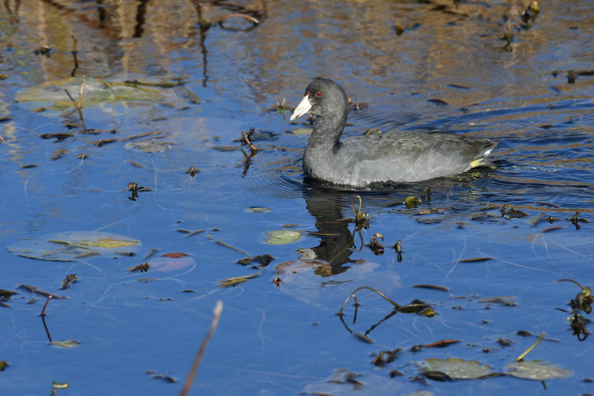 American Coot - Marcia Suchy