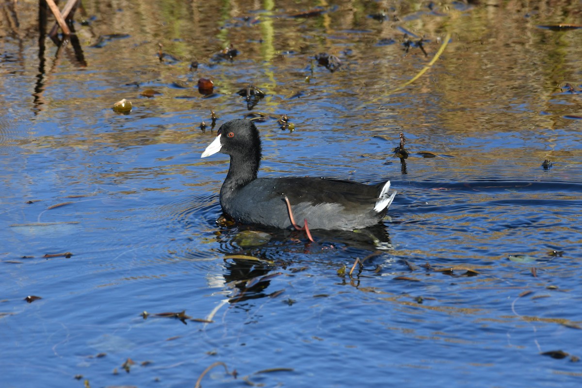 American Coot - Marcia Suchy