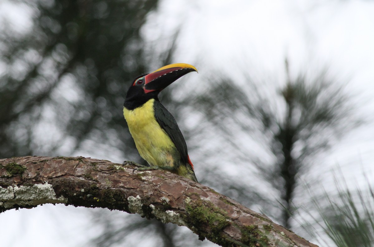 Green Aracari - Vincent Rufray