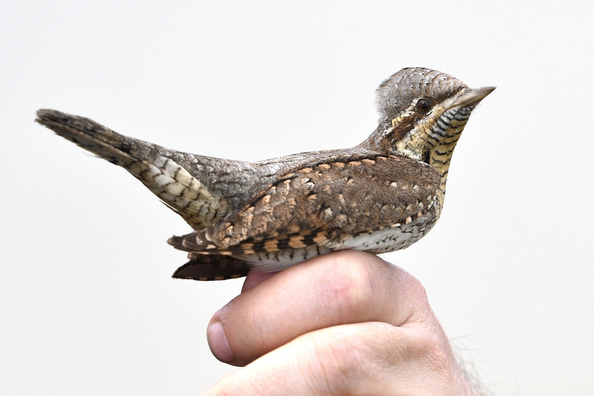 Eurasian Wryneck - Simon Kiesé