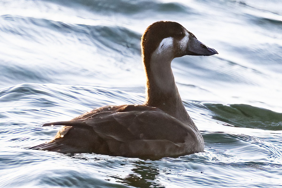 Surf Scoter - Mark Parker